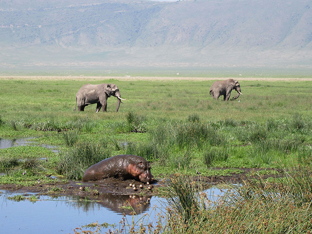 Elphants and a hippo in Ngorongoro crater