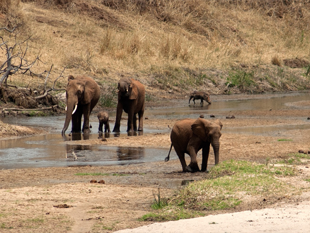 Elephants in Tarangire river